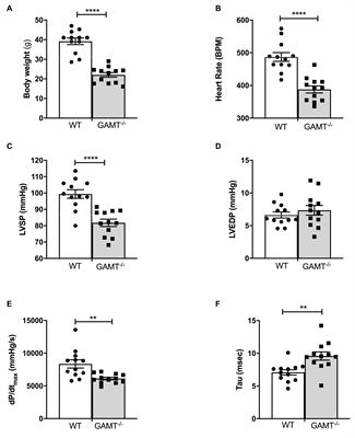 Age-Dependent Decline in Cardiac Function in Guanidinoacetate-N-Methyltransferase Knockout Mice